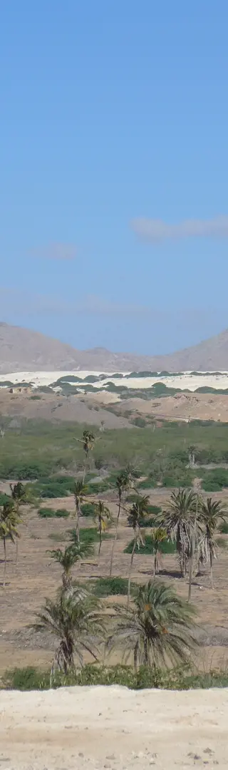 Oase auf der Sandinsel